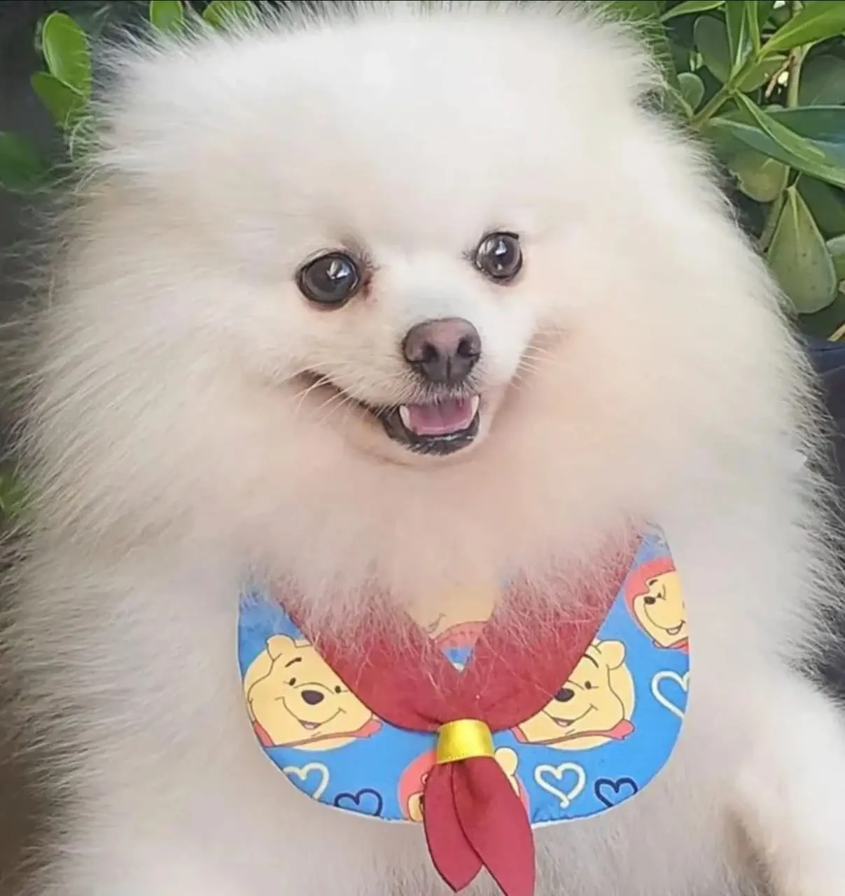 Pet Amigo