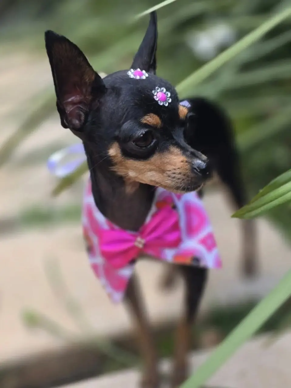 Pet Amigo