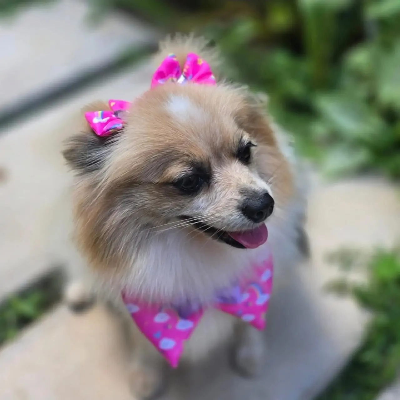 Pet Amigo