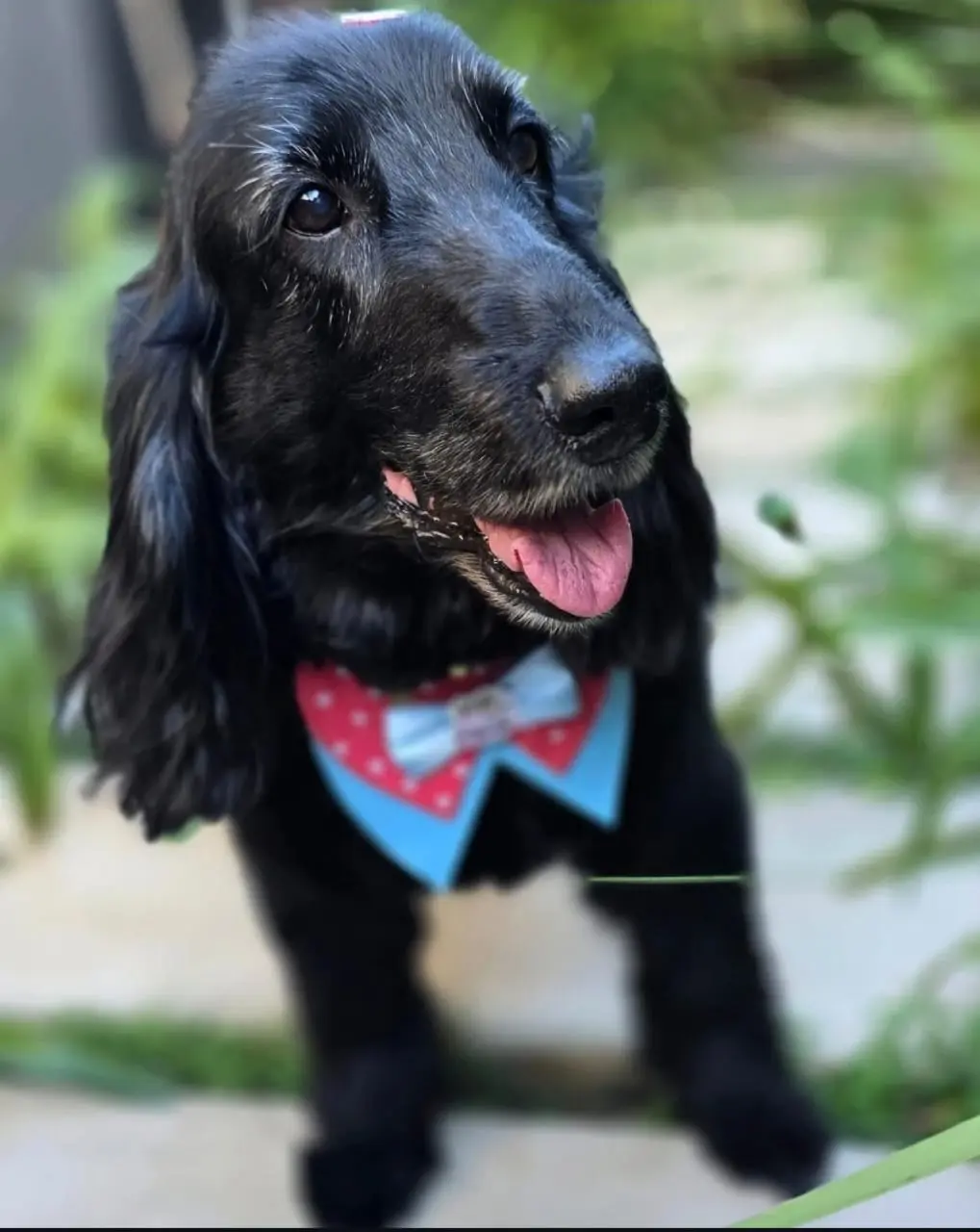 Pet Amigo