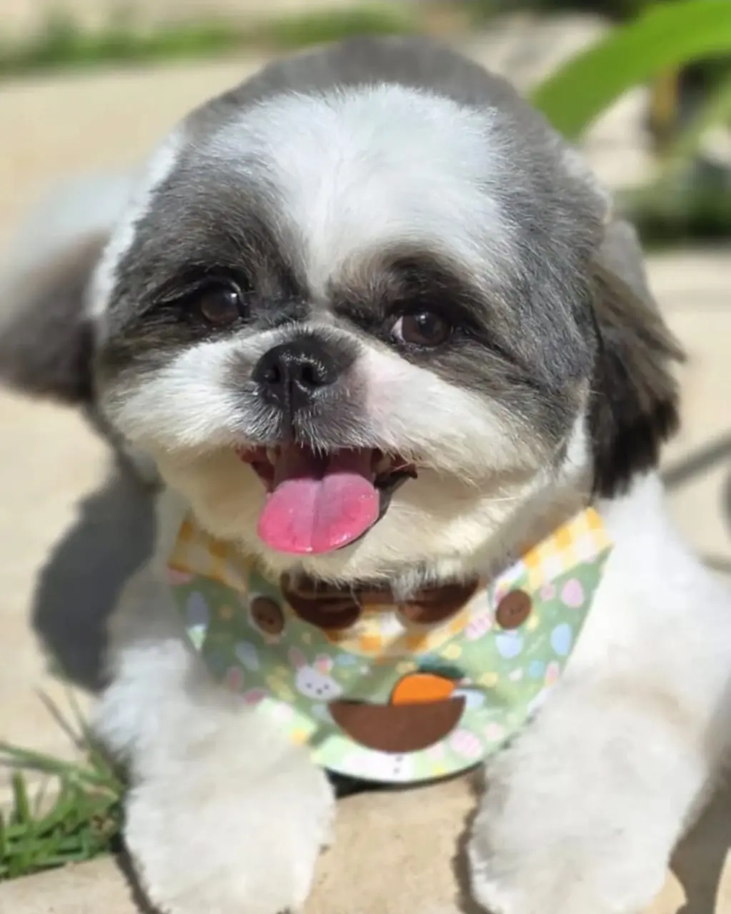 Pet Amigo
