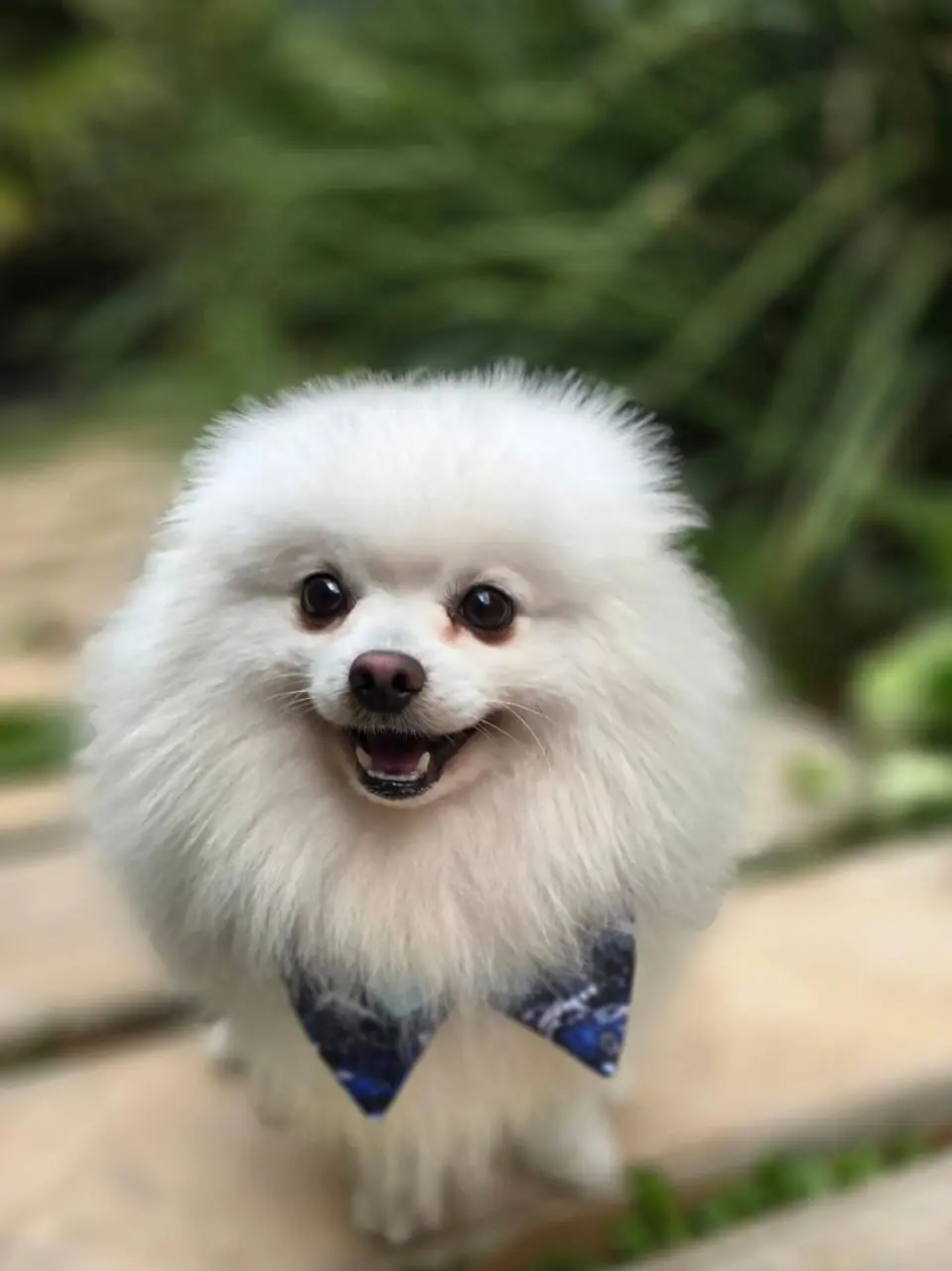 Pet Amigo