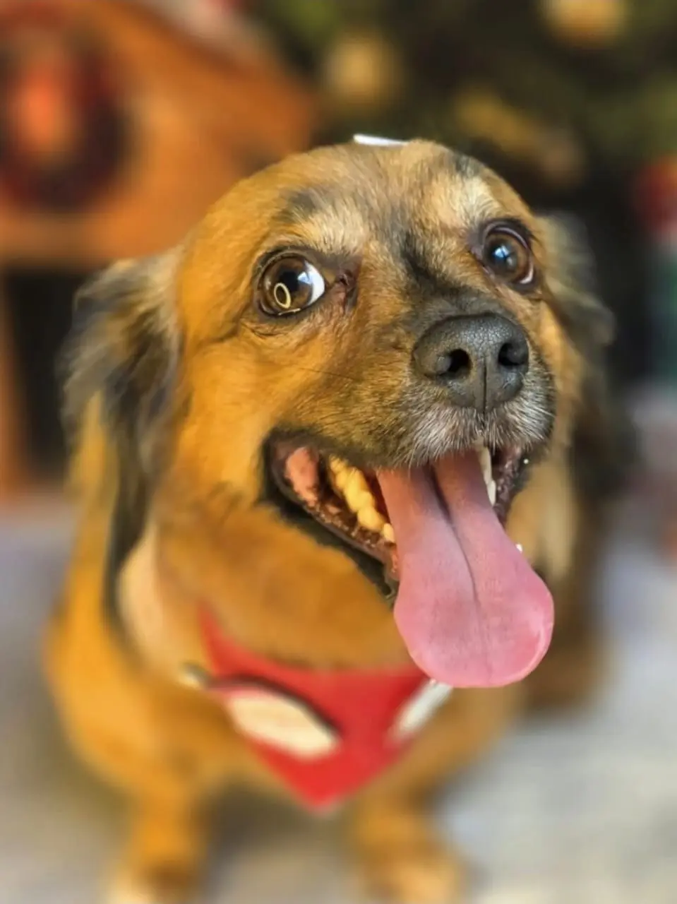 Pet Amigo