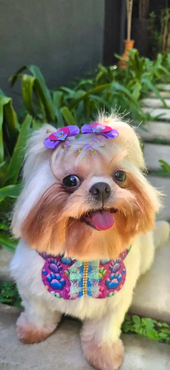 Pet Amigo