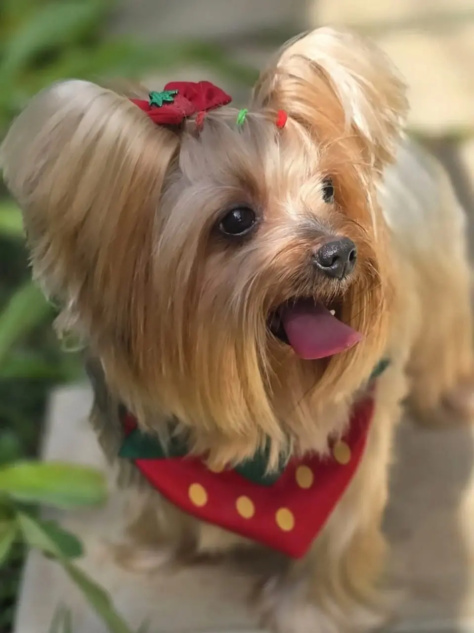 Pet Amigo