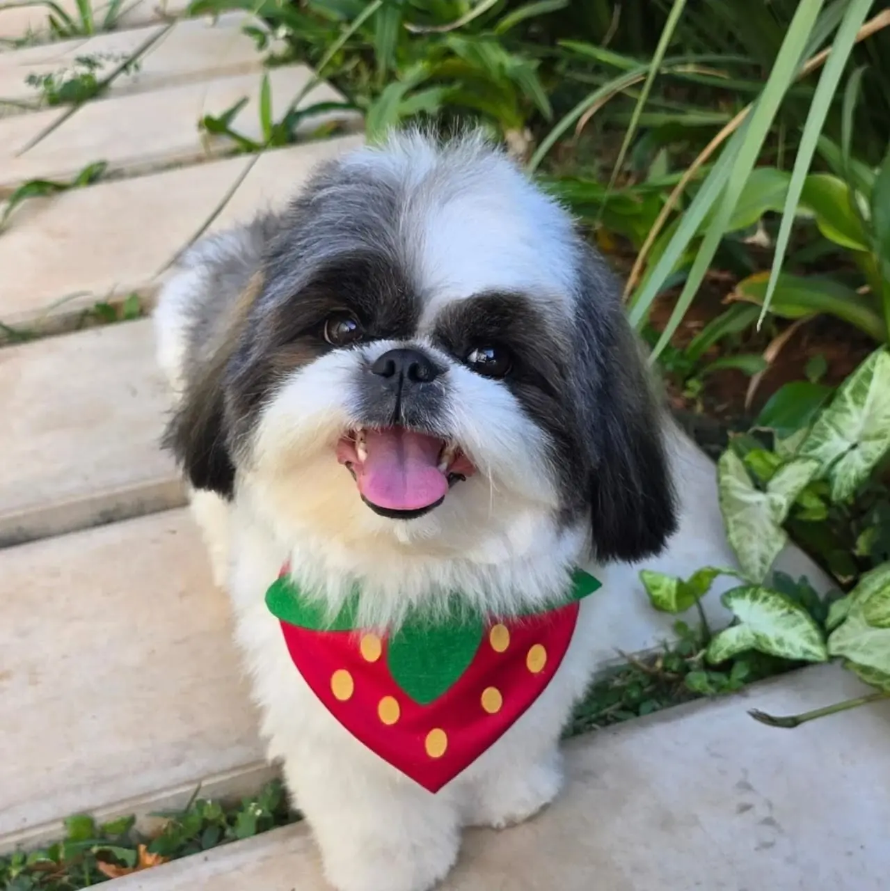 Pet Amigo