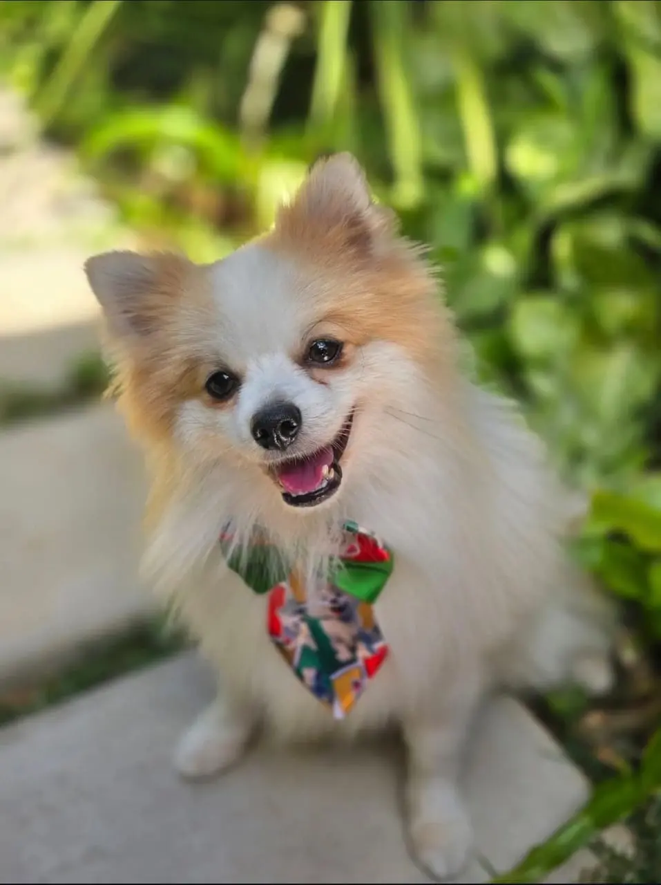Pet Amigo